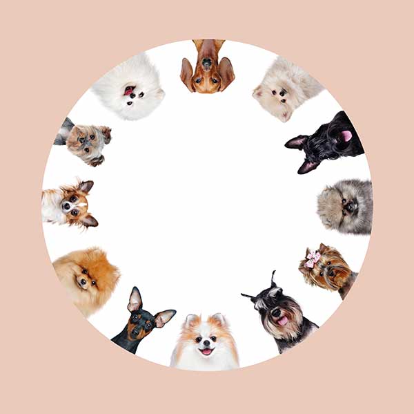 Dog groomer Wayne Dog Groomer Wayne NJ, Circle of variety of dog breed faces on white background surrounded by peach color